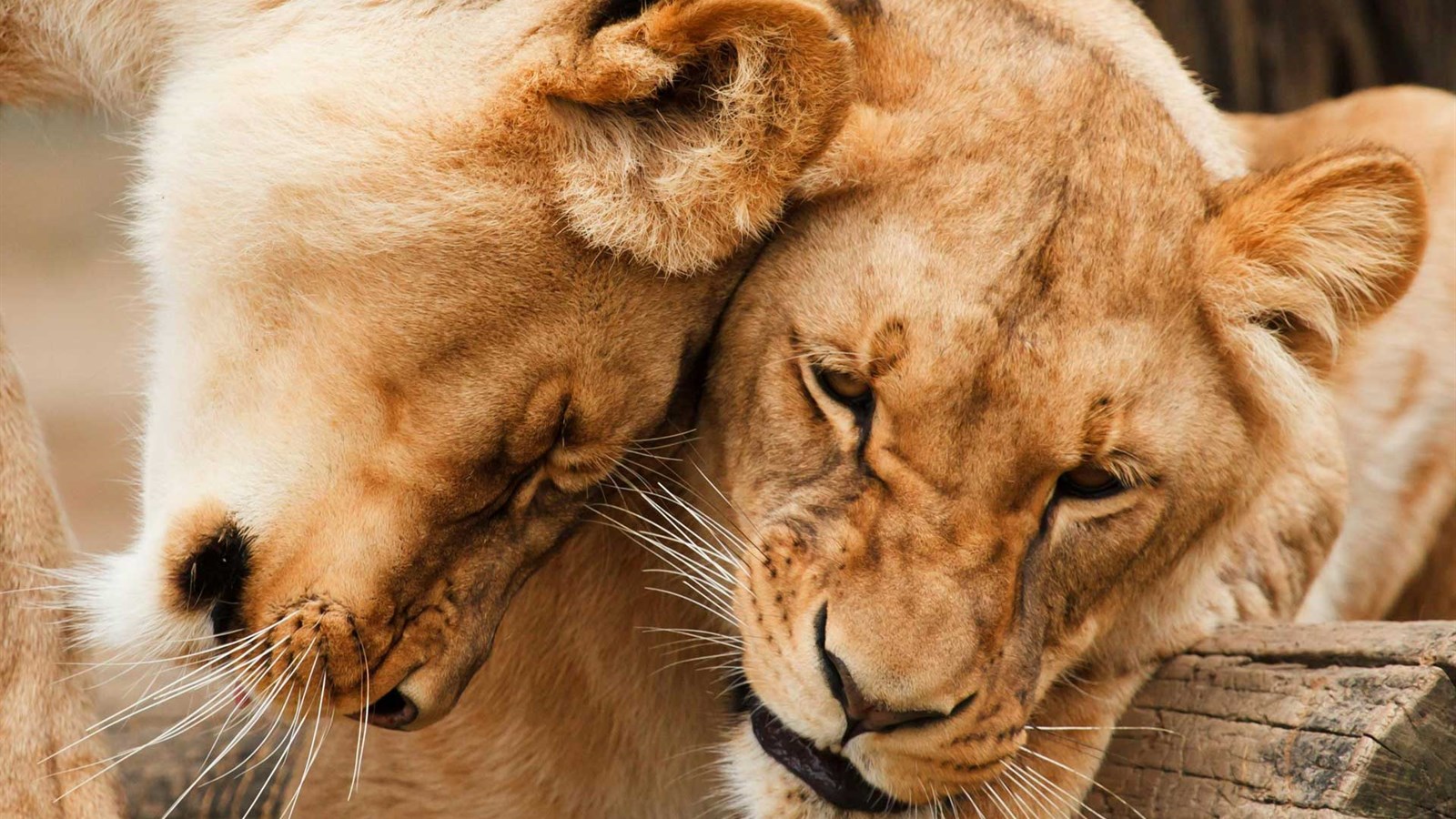 Cape Town Safaris video cover